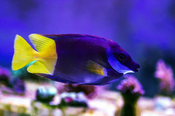 Bicolored Foxface Rabbitfish Siganus Uspi — Stock Photo, Image