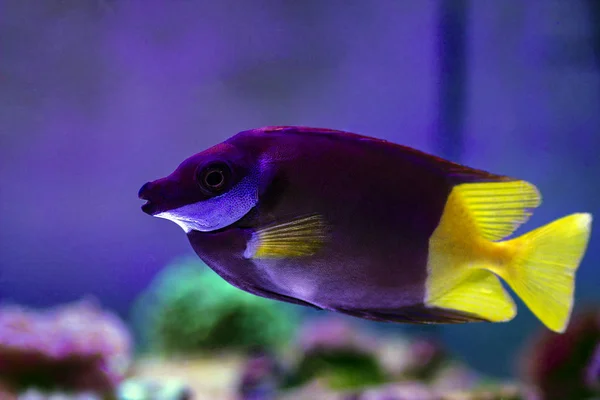 Bicolored Foxface Rabbitfish Siganus Uspi — 스톡 사진