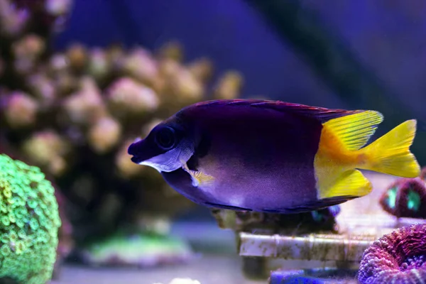 Bicolored Foxface Rabbitfish Siganus Uspi — стокове фото