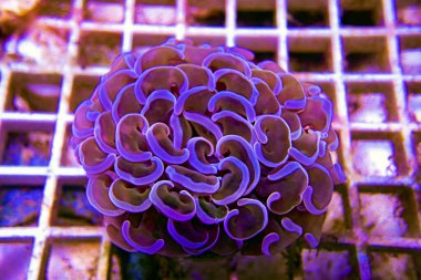 Euphyllia ancora - Beuatiful frag of hammer LPS coral clipart