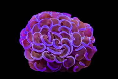 Euphyllia ancora - Beuatiful frag of hammer LPS coral clipart