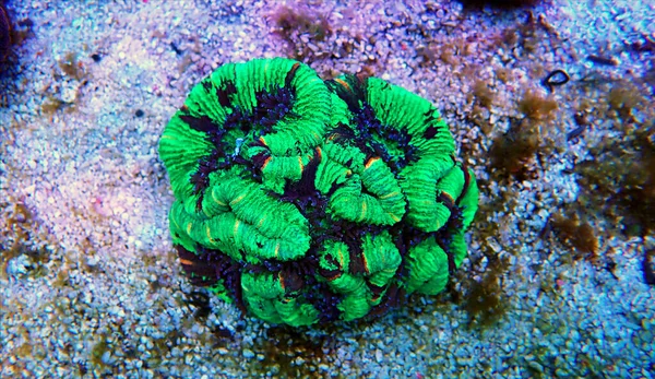 Wellsophyllia Plegado Cerebro Abierto Lps Coral — Foto de Stock