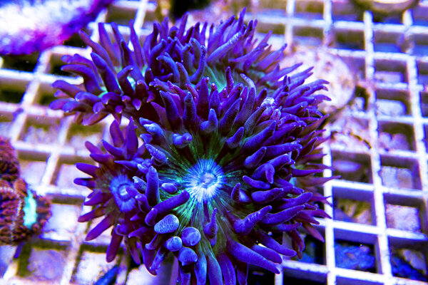 Duncanopsammia is a large polyp stony (LPS) coral - Duncanopsammia axifuga