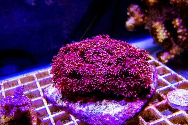 Vaso Fiori Rosso Corallo Lps Goniopora — Foto Stock