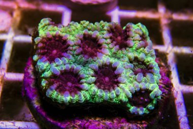 Favia resif inşa eden taş mercan - Faviiidae sp.