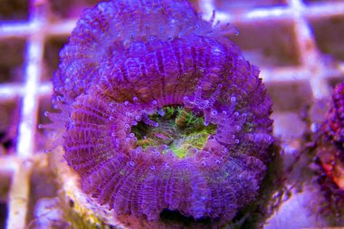 Acanthastrea Lordhowensis Mercan, Çift Renkli - (Micromussa lordhowensis) 