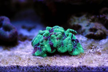 Beyin kıvrımlı mercan dudaklar.