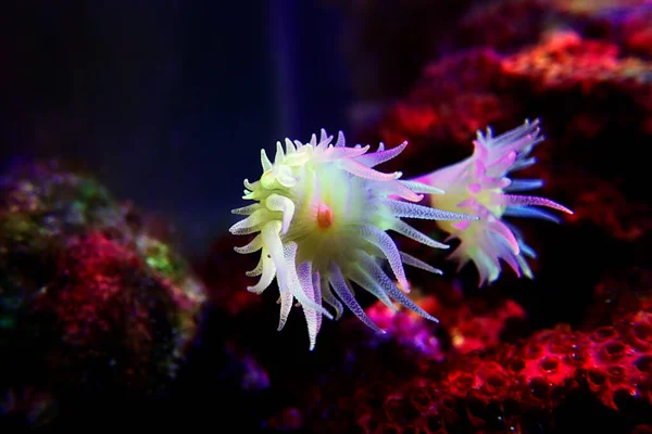 Pólipos Coral Sol Ramificado Limón Dendrophyllia Spp — Foto de Stock