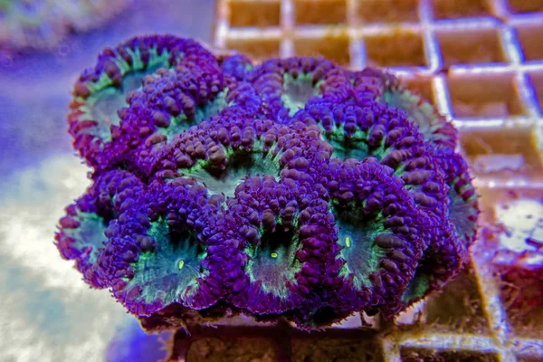 Big Polyp Blastomussa Lps Koralle Blastomussa Wellsi — Stockfoto