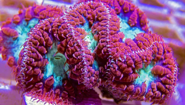 Big Polyp Blastomussa Lps Corallo Blastomussa Wellsi — Foto Stock