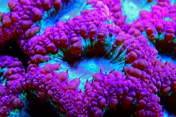Big Polyp Blastomussa Lps Coral Blastomussa Wellsi — стокове фото