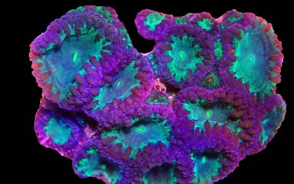 Velký Polyp Blastomussa Lps Coral Blastomussa Wellsi — Stock fotografie