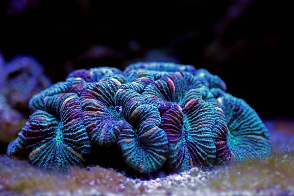 Wellsophyllia Hajtogatott Nyitott Agy Lps Korall — Stock Fotó