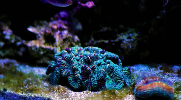 Wellsophyllia Згорнула Відкритий Мозок Lps Coral — стокове фото