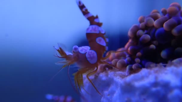 Video Von Sexy Shrimp Thor Amboinensis — Stockvideo
