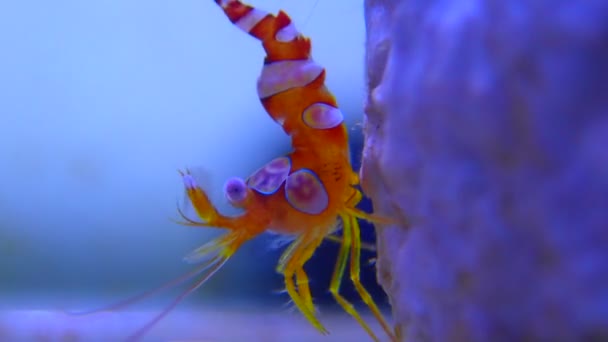 Video Sexy Shrimp Thor Amboinensis — Stock Video