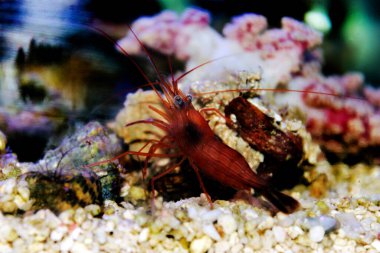 Kırmızı Nane Karidesi - Lysmata Wundermanni