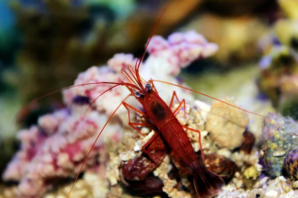 Red Peppermint Shrimp Lysmata Wundermanni — Stock Photo, Image