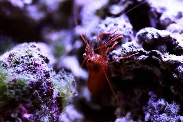 Red Peppermint Shrimp Lysmata Wundermanni — Stock Photo, Image