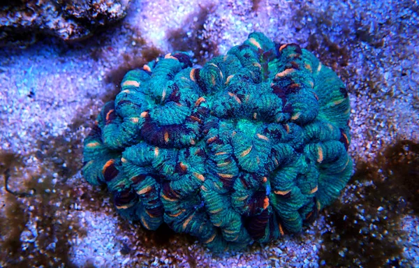 Wellsophyllia Згорнула Відкритий Мозок Lps Coral — стокове фото