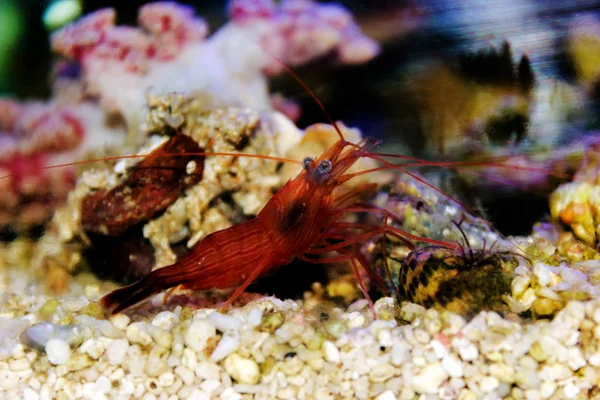 Red Peppermint Shrimp Lysmata Wundermanni — Stock Photo, Image