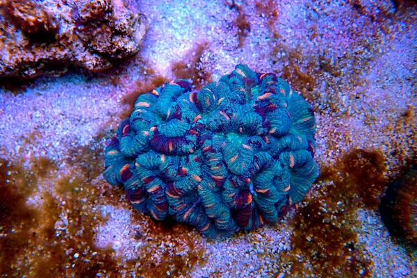 Wellsophyllia Plegado Cerebro Abierto Lps Coral — Foto de Stock