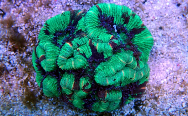 Wellsophyllia Dobrado Cérebro Aberto Coral Lps — Fotografia de Stock