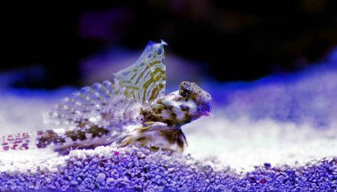 Scooter Blenny - (Synchiropus ocellatus) clipart