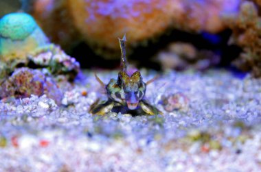 Scooter Blenny - (Synchiropus ocellatus)