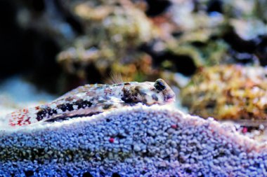 Scooter Blenny - (Synchiropus ocellatus)