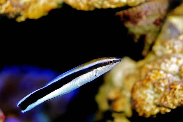 Limpiador Bluestreak Wrasse Labroides Dimidiatus — Foto de Stock