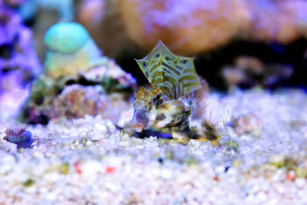 Scooter Blenny Synchiropus Ocellatus — Stock Photo, Image