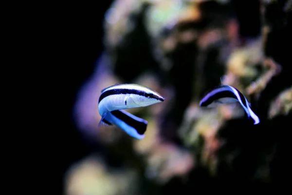 Bluestreak Temizleyici Burgusu Labroides Dimidiatus — Stok fotoğraf