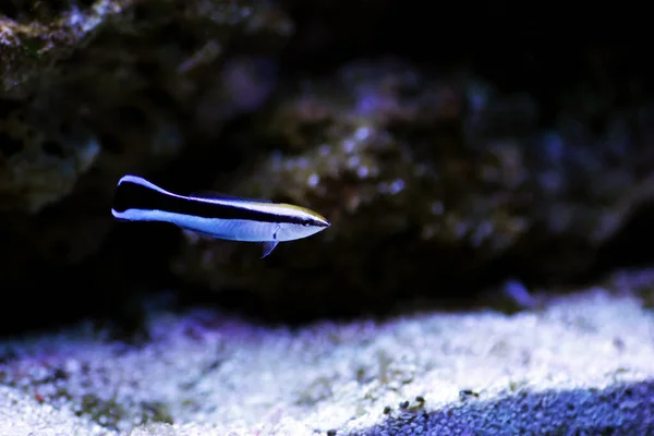 Limpiador Bluestreak Wrasse Labroides Dimidiatus —  Fotos de Stock