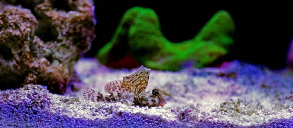 Scooter Blenny Synchiropus Ocellatus — стокове фото