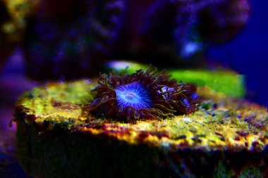 Mavi Şirin Karayip Zoatitleri - nadir bulunan mavi polipler kolonisi mercanları