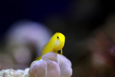 Yellow clown coral goby isolated in aquarium clipart