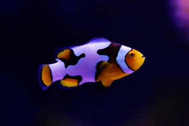 Black-ice Snowflake clownfish -  generation of hybrid clownfishes