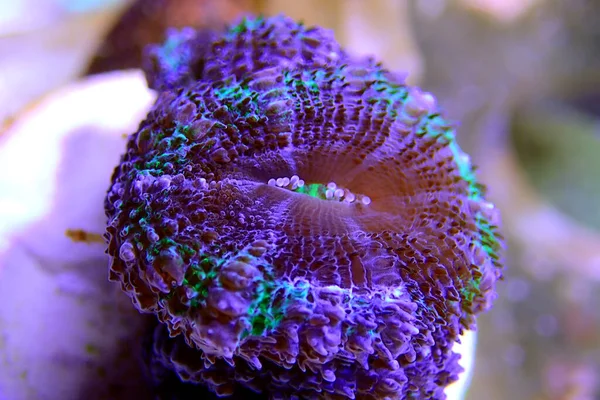 Acanthastrea Lordhowensis Coral Podwójny Kolor Micromussa Lordhowensis — Zdjęcie stockowe