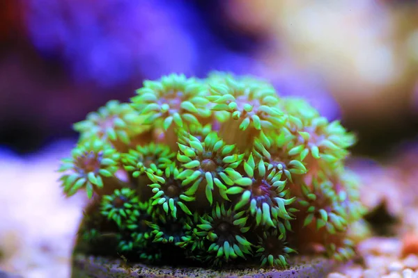 Grön Blomma Pot Lps Coral Goniopora — Stockfoto