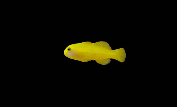 Gelbe Clown Korallengrundel Isoliert Aquarium — Stockfoto