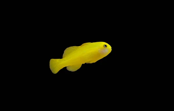 Gobie Corail Clown Jaune Isolé Dans Aquarium — Photo