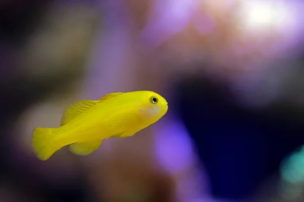 Yellow Clown Coral Goby Isolated Aquarium — Stock Photo, Image