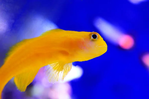 Gelbe Clown Korallengrundel Isoliert Aquarium — Stockfoto