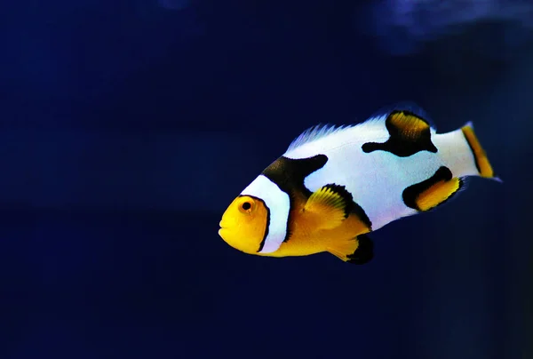 Black Ice Snowflake Clownfish 8Th Generation Hybrid Clownfishes — Stock Photo, Image