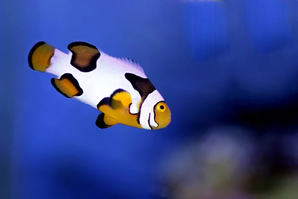 Czarne Płatki Śniegu Clownfish Ósma Generacja Hybrydowych Clownfish — Zdjęcie stockowe