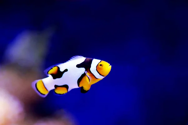 Black Ice Snowflake Clownfish 8Th Generation Hybrid Clownfishes — Stock Photo, Image