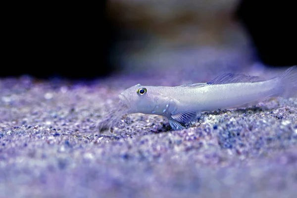 Sleeper Blue Dot Goby Valenciennea Sexguttata — Stockfoto