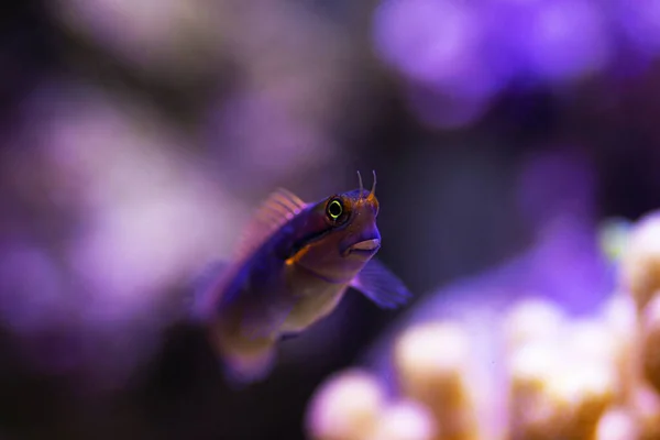 Kuyruk Benekli Blenny Balığı Ecsenius Stigmatura — Stok fotoğraf