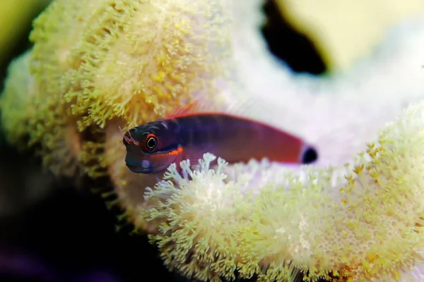 Kuyruk Benekli Blenny Balığı Ecsenius Stigmatura — Stok fotoğraf